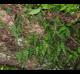 Pleopeltis polypodioides-var- michauxiana